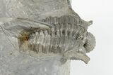 Spiny Cyphaspis Trilobite - Ofaten, Morocco #203019-1